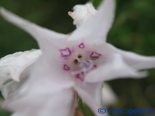 Dierama Snowbells